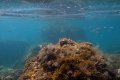 Παραλία Κανάρια (Βυθός), Αλκυονίδες, Βάρκιζα, Αττική