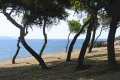 Δασάκι στην παραλία Κανάρια, Αλκυονίδες, Βάρκιζα, Αττική