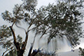 Σταγόνες βροχής πάνω στο φακό, Ανδρωνιάνοι, Κύμη, Εύβοια