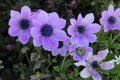 Ανεμώνη (Anemone Pavonina)