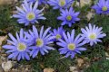 Ανεμώνη του βουνού (Anemone Blanda)