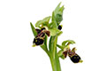 Ophrys Umbilicata Attica, Καρέας, Αττική