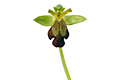 Ophrys Leucadica, Καισαριανή, Αττική