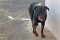 Το "τέρας" μόλις έφαγε, Rottweiler, Γραβιά, Φωκίδα