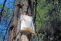 Παραγωγή Ρητίνης (ρετσίνι) από πεύκα, Παλαιοβρύση, Εύβοια