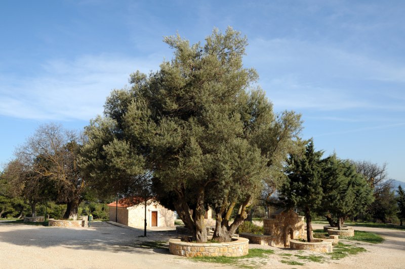 Agia Triada Ippokratios Politeia Parnh8a Attikh