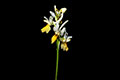 Ορχιδέα Pauciflora, Αισθητικό Δάσος Καισαριανής, Αττική