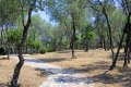 Άλσος με Ελιές και Πεύκα κάτω από το βράχο της Ακρόπολης, Αθήνα, Αττική