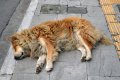 Κοιμισμένος σκύλος, Αθήνα, Αττική