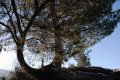 Φόρμες πεύκων με τον ήλιο πίσω τους, Καισαριανή, Αττική